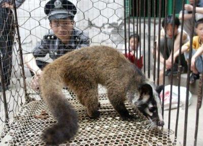 چین، تجارت حیوانات وحشی را ممنوع نمود