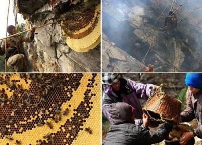 یک تور گردشگری خاص برای علاقه مندان به دیدن روش کامل برداشت عسل در هیمالیا!، تصاویر