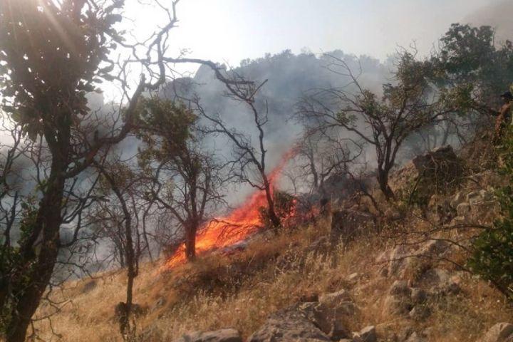 آتش سوزی جنگل های زاگرس عامل انسانی دارد، جنگل های ایران مستعد آتش سوزی طبیعی نیستند