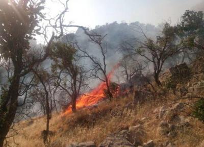 آتش سوزی جنگل های زاگرس عامل انسانی دارد، جنگل های ایران مستعد آتش سوزی طبیعی نیستند