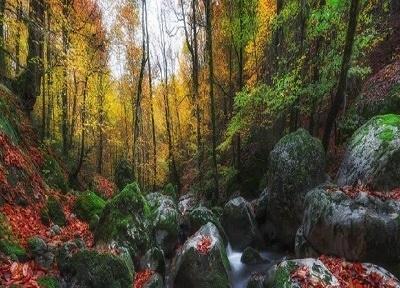 جنگل راش؛ ارزشمندترین جاذبه طبیعی ایران در مازندران، تصاویر