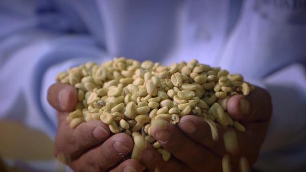 زندگی در پرو؛ تجارت منصفانه قهوه و کاکائو