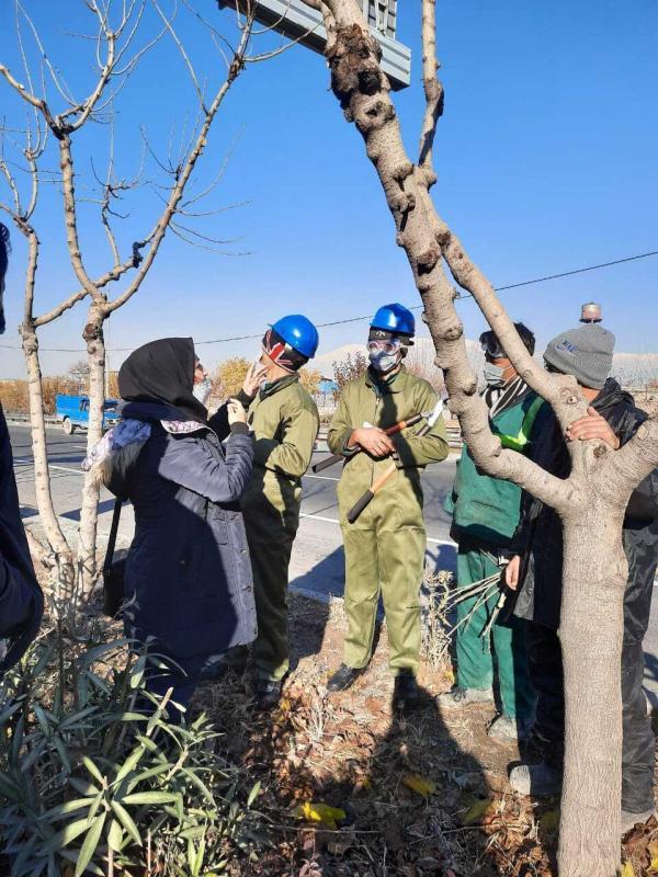 آغاز عملیات هرس بیش از 50 هزار اصله درخت در منطقه 13
