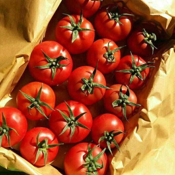 شروع خرید حمایتی گوجه فرنگی از امروز