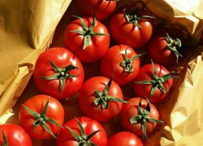 شروع خرید حمایتی گوجه فرنگی از امروز