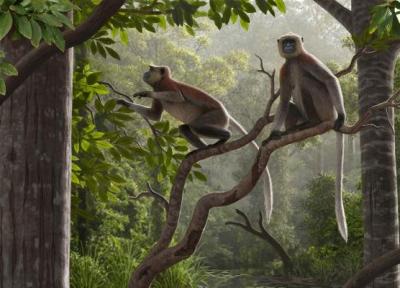 کشف قدیمی ترین میمون خارج از آفریقا!