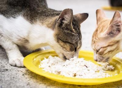هر آنچه که باید درباره غذای بچه گربه خیابانی بدانید!