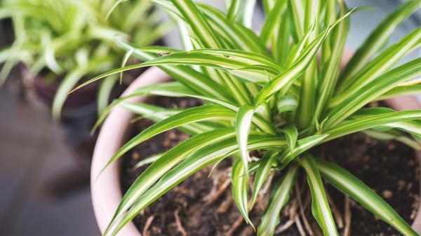 این 10 گیاه، هوای خانه تان را تصفیه و سم زدایی می نمایند!