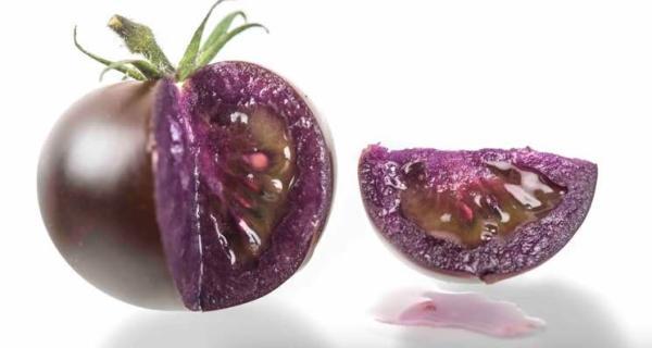 فراوری گوجه فرنگی ارغوانی اصلاح شده ژنتیکی شده در آمریکا تایید شد